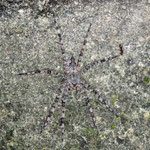 Camouflaged spider by Randy Stapleton