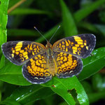 Phaon Crescent, Macrophotography by Randy Stapleton