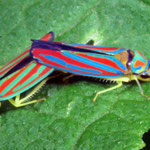 Striped leafhoppers photo by Randy Stapleton