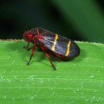 Macrophotography by Randy Stapleton