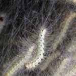 Macrophotography by Randy Stapleton
