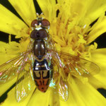 Mating bees photo by Randy Stapleton