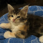 Mit 43 Tagen