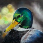 Ente - Pastellkreide