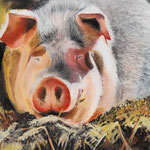 Schwein - Pastellkreide