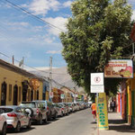 Vicuña