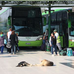 Busbahnhof mit Hunden