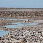 Laguna Chaxia