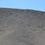 Geoglyphen