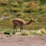 Vicunas