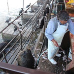 Fischmarkt in Valdivia