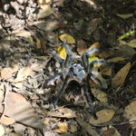 Vogelspinne ?