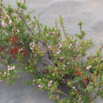 Flora