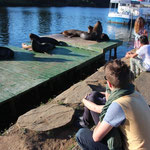 Seelöwen an der Uferpromenade
