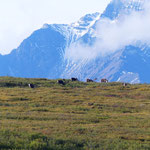 Caribou Herde