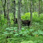 etwa 1-jähriger Moose-Bulle