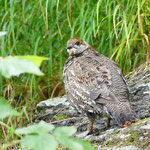 Alpenschneehuhn