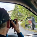 Anchorage-Moose...