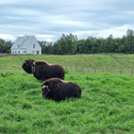 The Musk Ox Farm in Palmer (Moschusochsen)
