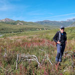 irgendwo unterwegs entlang der Denali Park Road