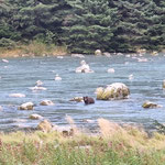 Chilkoot River: wie vor 10 Jahren sehen wir beim Fischwehr einen Grizzly