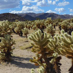 Cholla Cactus Garden; Vorsicht: diesen Kaktus nicht berühren, da sich die Stacheln tief ins Fleisch 'einhaken'