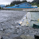 Salmon Gulch Hatchery
