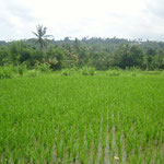 Reisfelder - ricefields