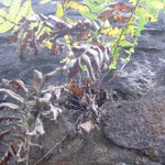 Pflanze auf Fels - plant growing on a rock