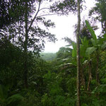 Blick in den Wald - view into the forest