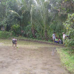 Reisfelder - ricefields