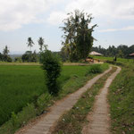 A path in the ricefields