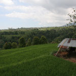 Ricefields with view