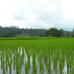 Reisfeld - ricefield