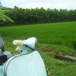 Vespas beneath a ricefield near the beach