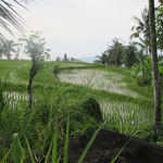 ricefield with a view