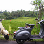 Vespas beneath a ricefield near the beach