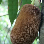 Jackfruit