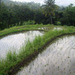 Reisfelder - ricefields