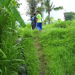 Reisfeld - ricefield