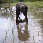 Reisfeld - ricefield