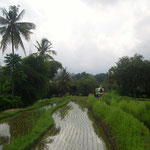 Reisfelder - ricefields