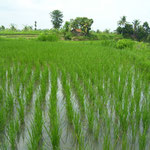 Reisfeld - ricefield