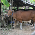 Local farming