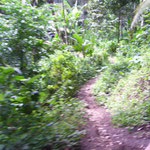 Erdpfad - rural path