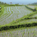 ricefield with a view