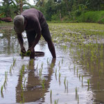 Reisfeld - ricefield