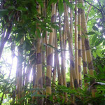 Bambus - bamboo