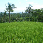 green ricefield