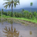 ...for sure standing beneath a ricefield